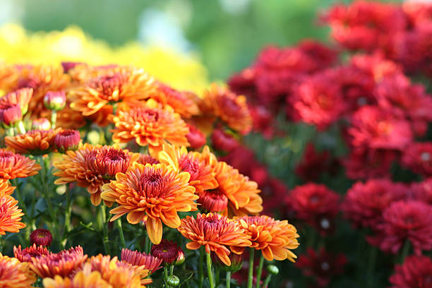 Chrysanthemum flower