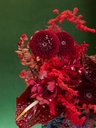 DRAGON'S FIRE BLOSSOM