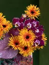 BLISS-085.webp