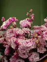 Bliss-3211.webp