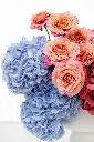 2023-06-12_BLISS_04-10.webp