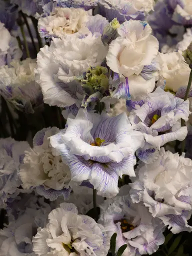 Bliss-3182.webp