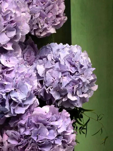 Bliss-1807.webp