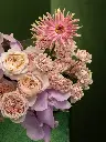 Bliss-2516.webp