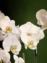 white-orchid-gold-pot