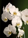 white-orchid-gold-pot