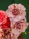 010-3.webp
