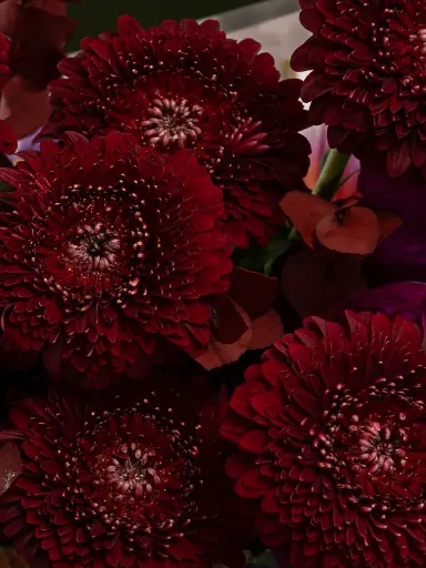 Bliss-1991.webp