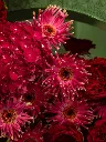 Bliss-2410.webp