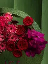 Bliss-2407.webp