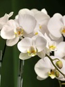 white-orchid-gold-pot