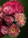 Bliss-2493.webp