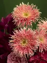 Bliss-2489.webp
