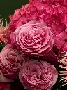 Bliss-2491.webp
