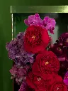 Bliss-shoot-134.webp