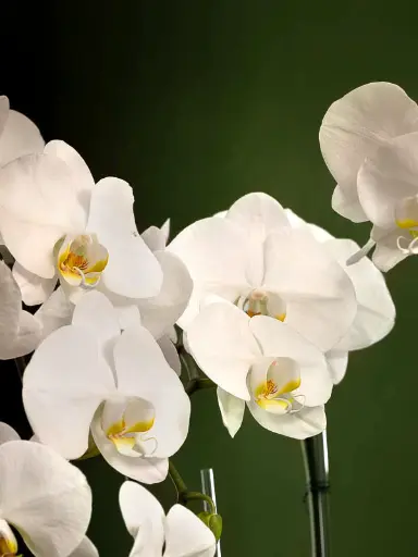 Bliss-2078.webp