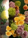 Bliss-shoot-077.webp