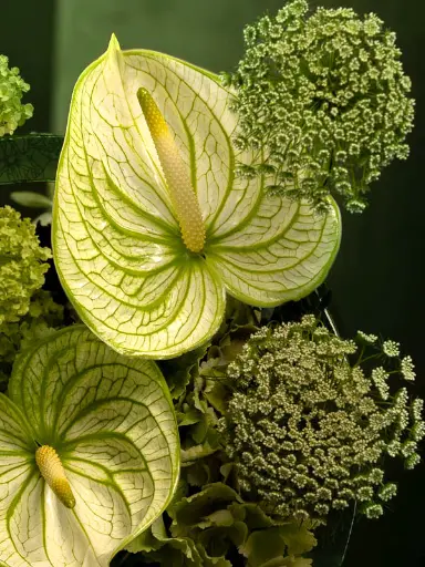 Bliss-1850.webp
