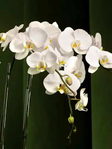 Bliss-2051.webp