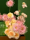 SUNSET SORBET (1).webp