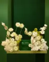 MINTED VANILLA DREAM